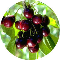 Amarena cherry