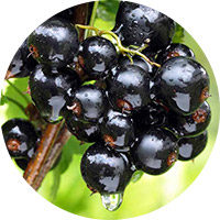 Ribes nero